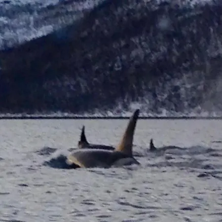 Willa Central, Roomy, Free Parking, Fireplace, View Tromsø